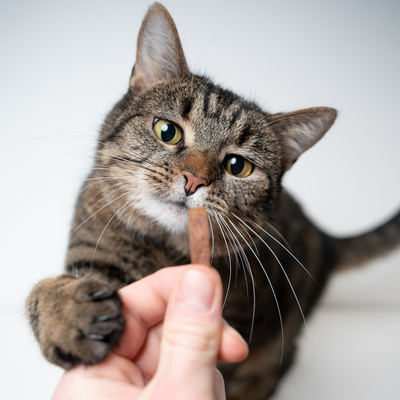 CAT TREATS