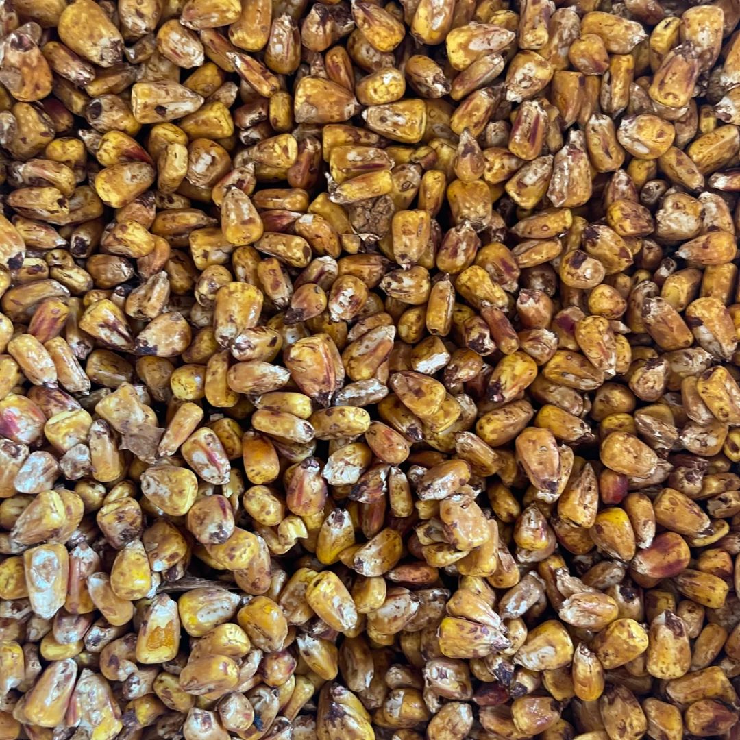 WHOLE/DEER CORN WITH MOLASSES 40LB