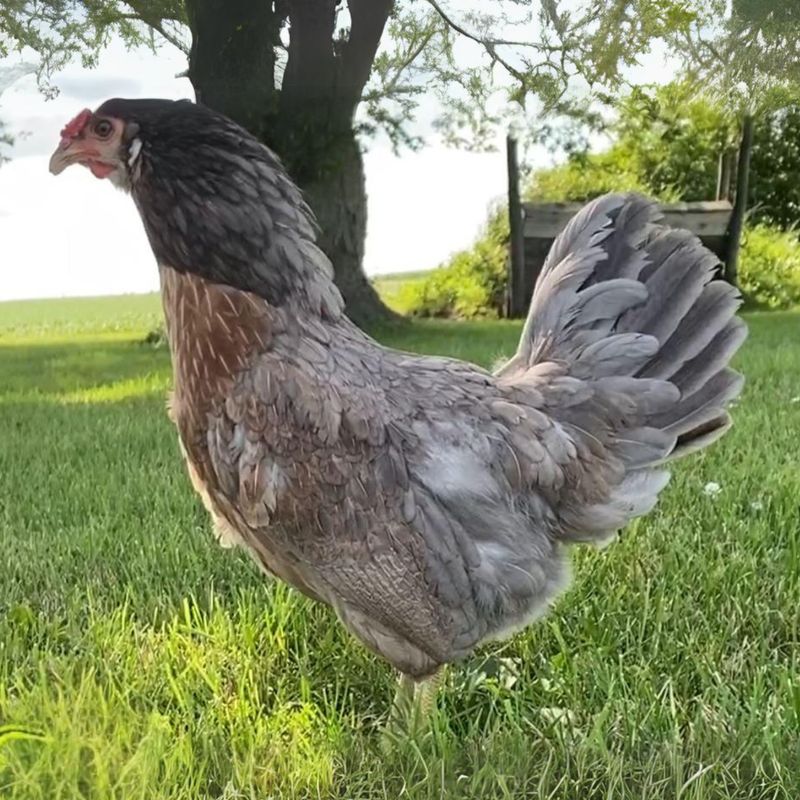 PRAIRIE BLUEBELL EGGER PICK-UP DATE APRIL 23