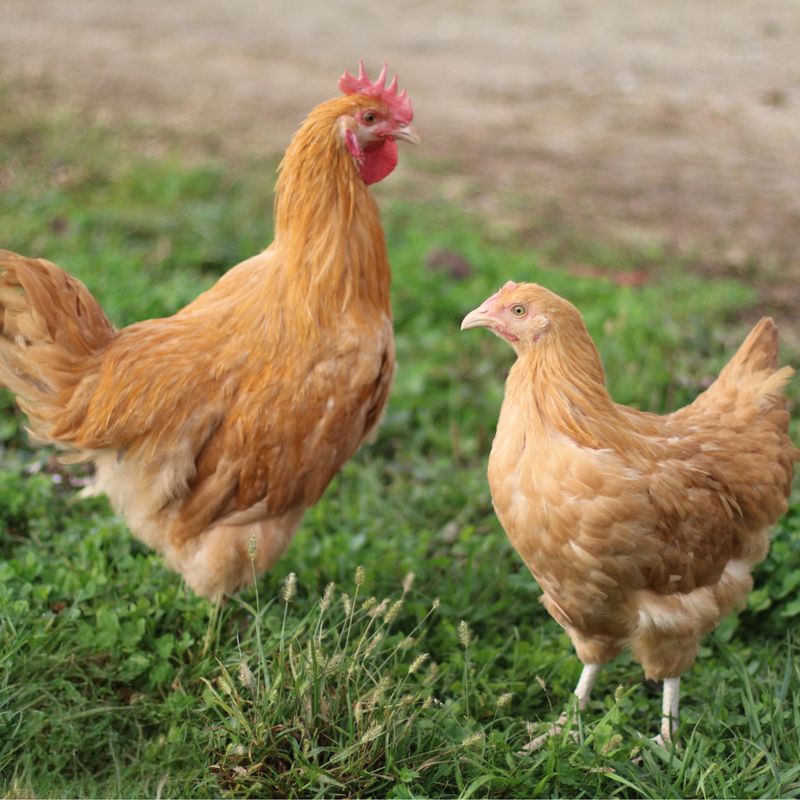 BUFF ORPINGTON PICK-UP DATE JUNE 3