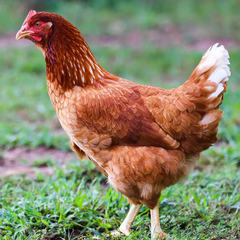 ISA BROWN PICK-UP DATE APRIL 9