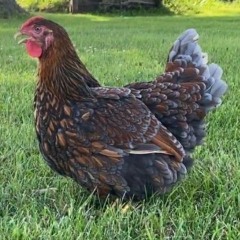 BLUE LACED GOLD WYANDOTTE PICK-UP DATE APRIL 30