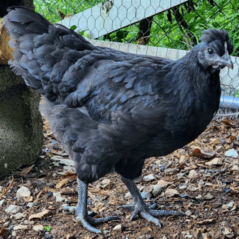 MYSTIC ONYX PICK-UP DATE MAY 13