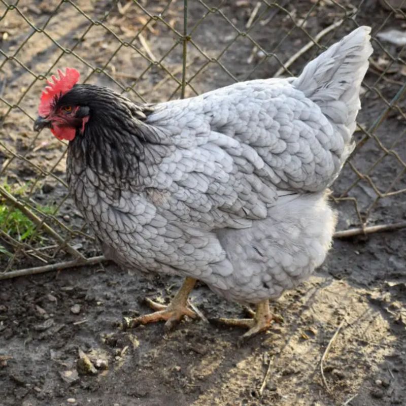 PLYMOUTH BLUE ROCK PICK-UP DATE APRIL 30