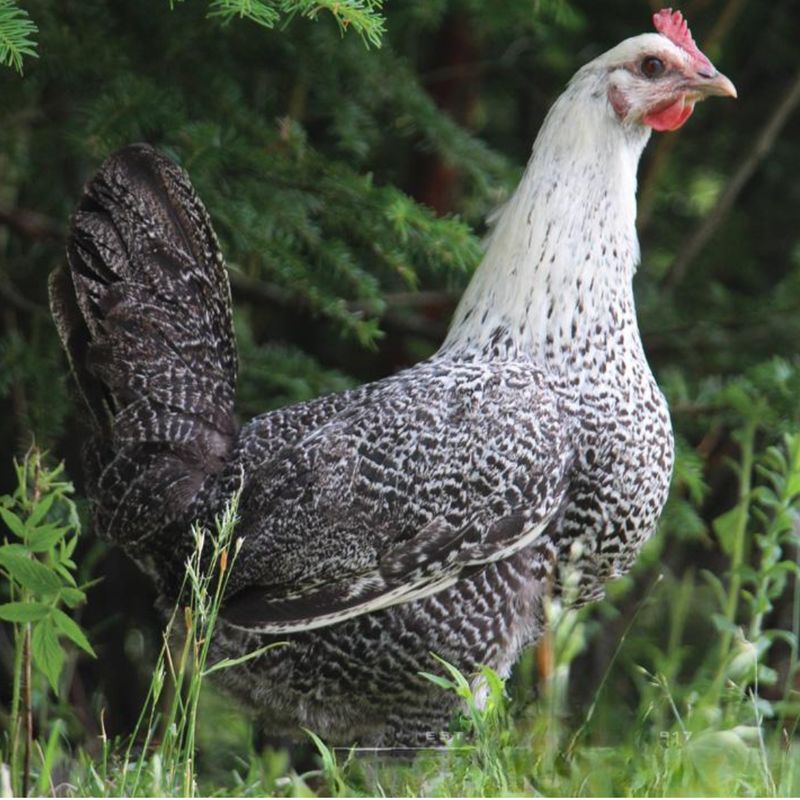 SILVER LEGHORN PICK-UP DATE APRIL 2