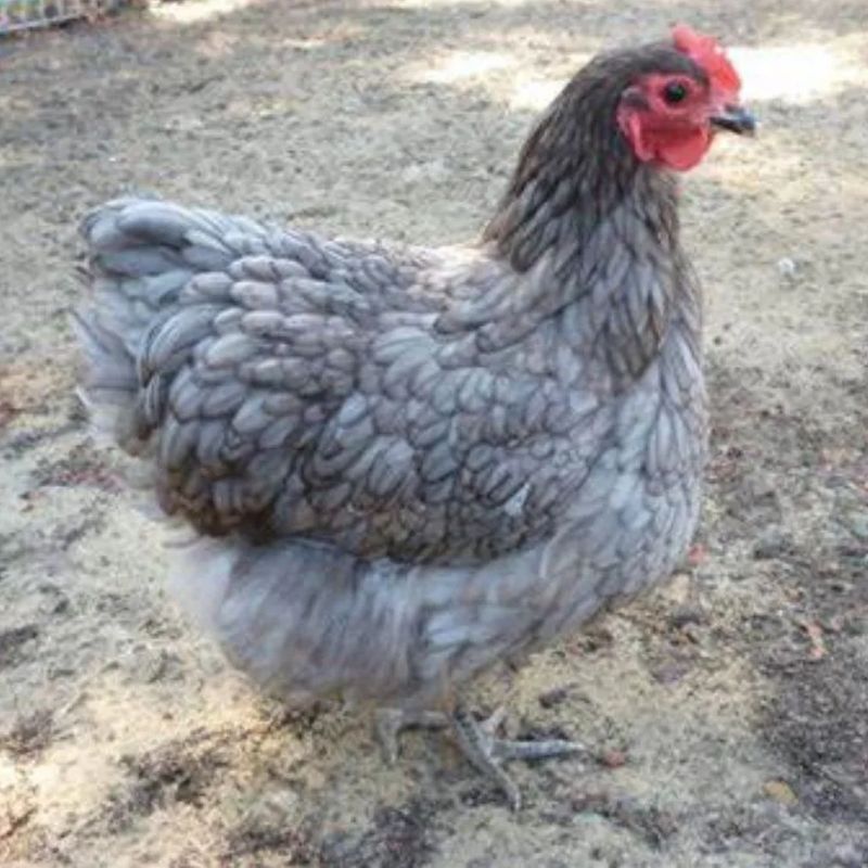 RHODE ISLAND BLUE PICK-UP DATE APRIL 9