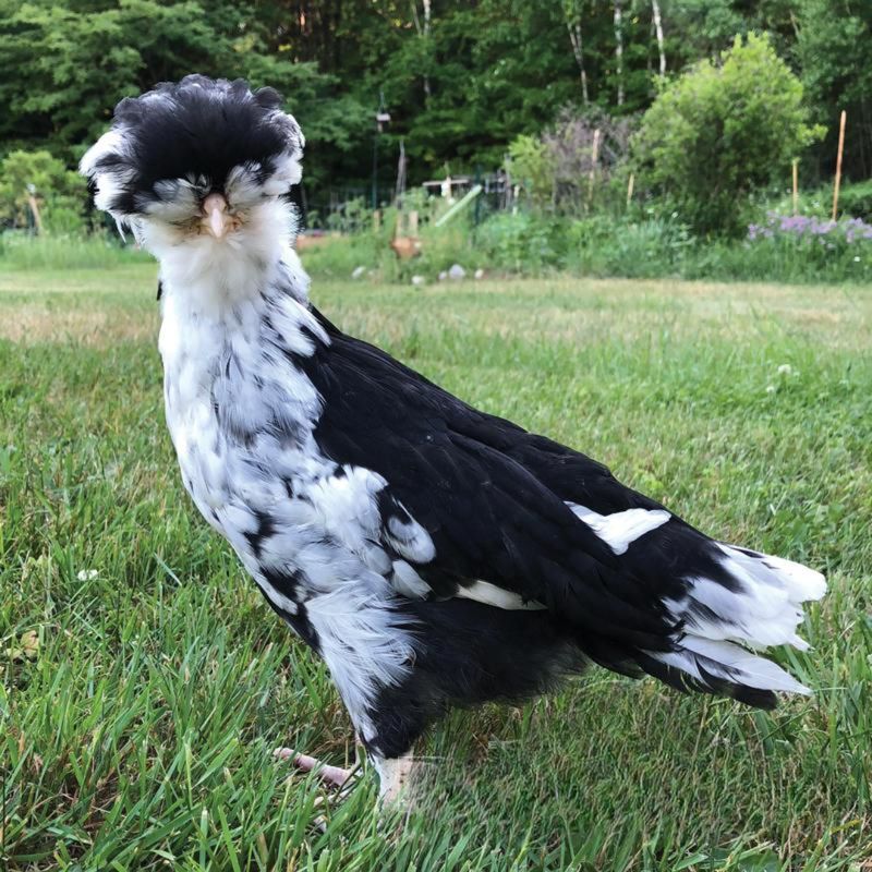 MOTTLED HOUDAN PICK-UP DATE APRIL 30