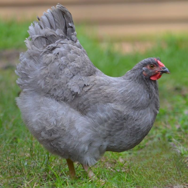 LAVENDER WYANDOTTE PICK-UP DATE APRIL 24