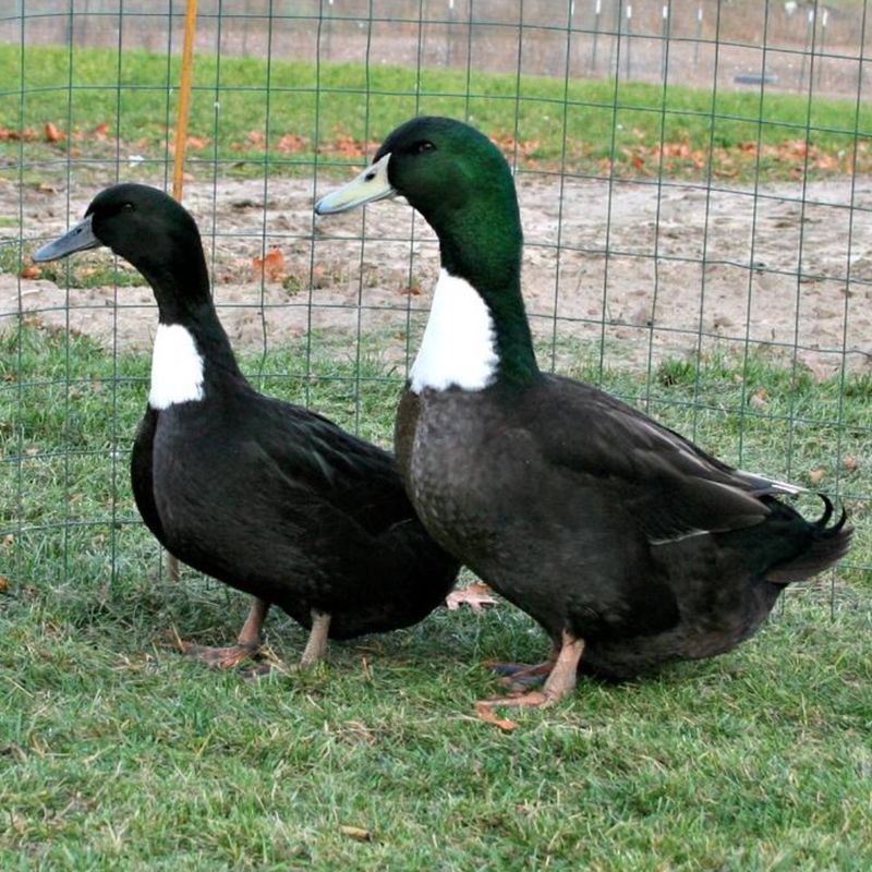 BLACK SWEDISH DUCK PICK-UP DATE APRIL 2