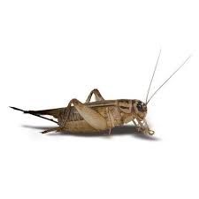 CRICKETS 50CT