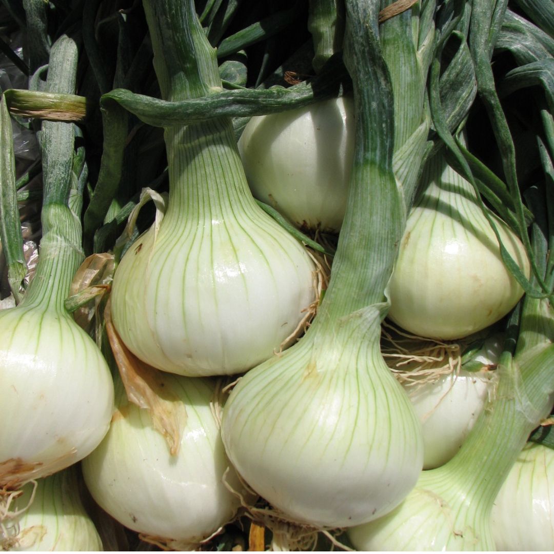 ONION WALLA WALLA SWEET PKT