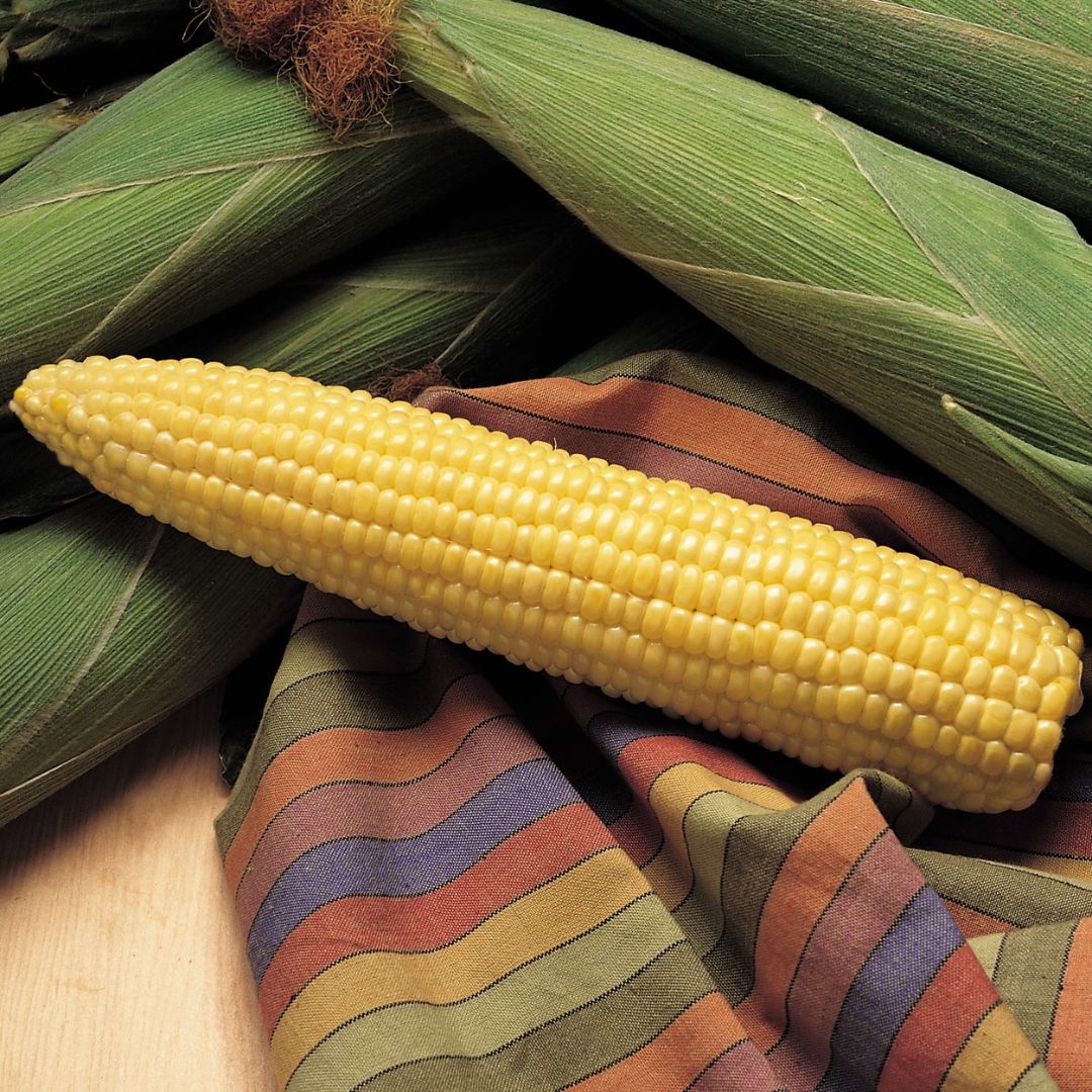 SWEET CORN YELLOW HONEY SELECT 250 SEEDS