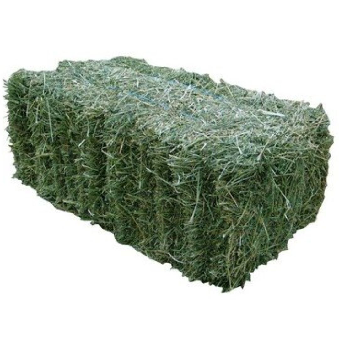 HAY - ALFALFA