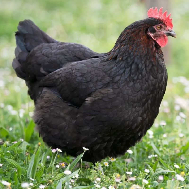 FRENCH BLACK COPPER MARAN PICK-UP DATE APRIL 30