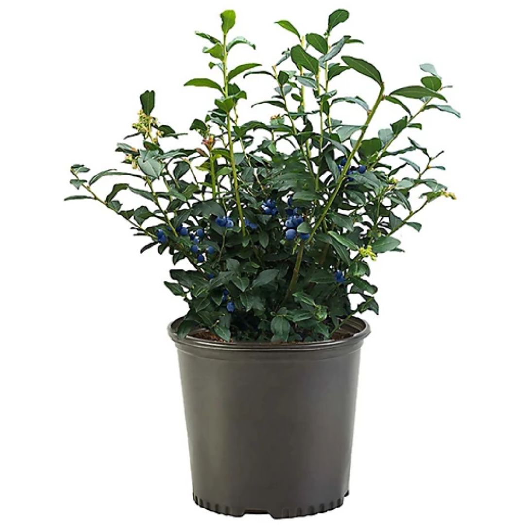 BLUEBERRY BUSH 2 GAL