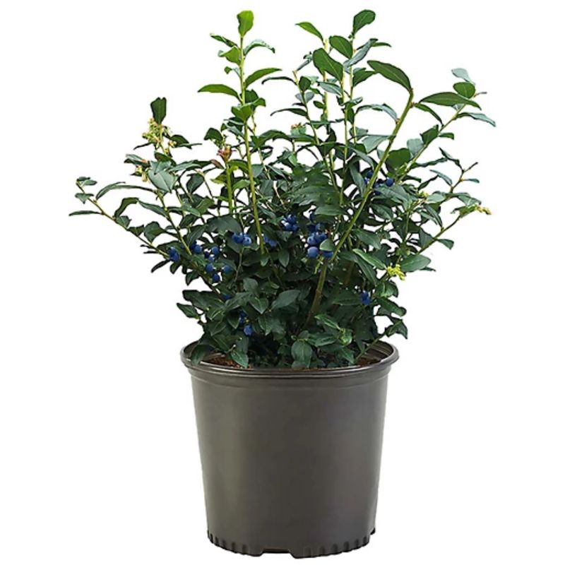 BLUEBERRY BUSH 2 GAL