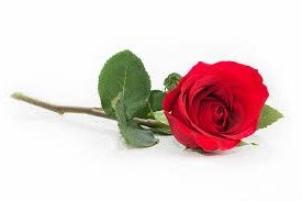 HydroTone Rose Cleansing Milk