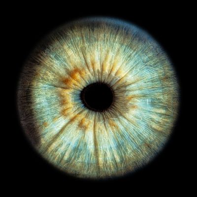 1 iris