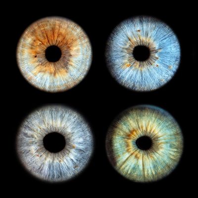 4 Iris