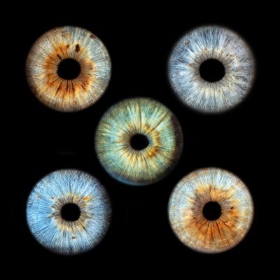 5 Iris