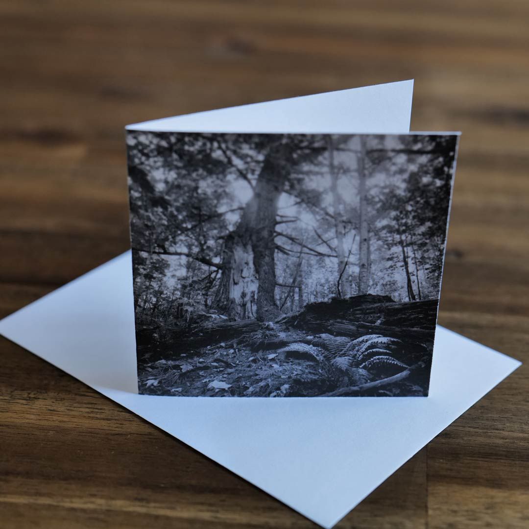 Lost Tree - 4&quot; Card &amp; Envelope