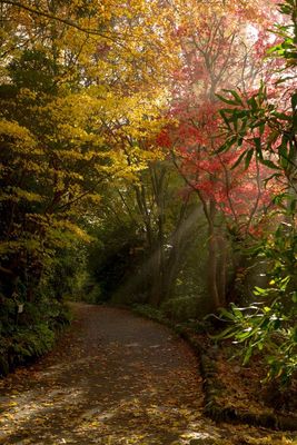 George Tindale - GorakPhoto - Local Artist Print