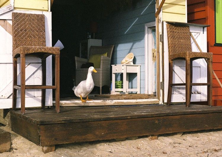 Brighton Resident - Jude Cyril - Local Artist Print