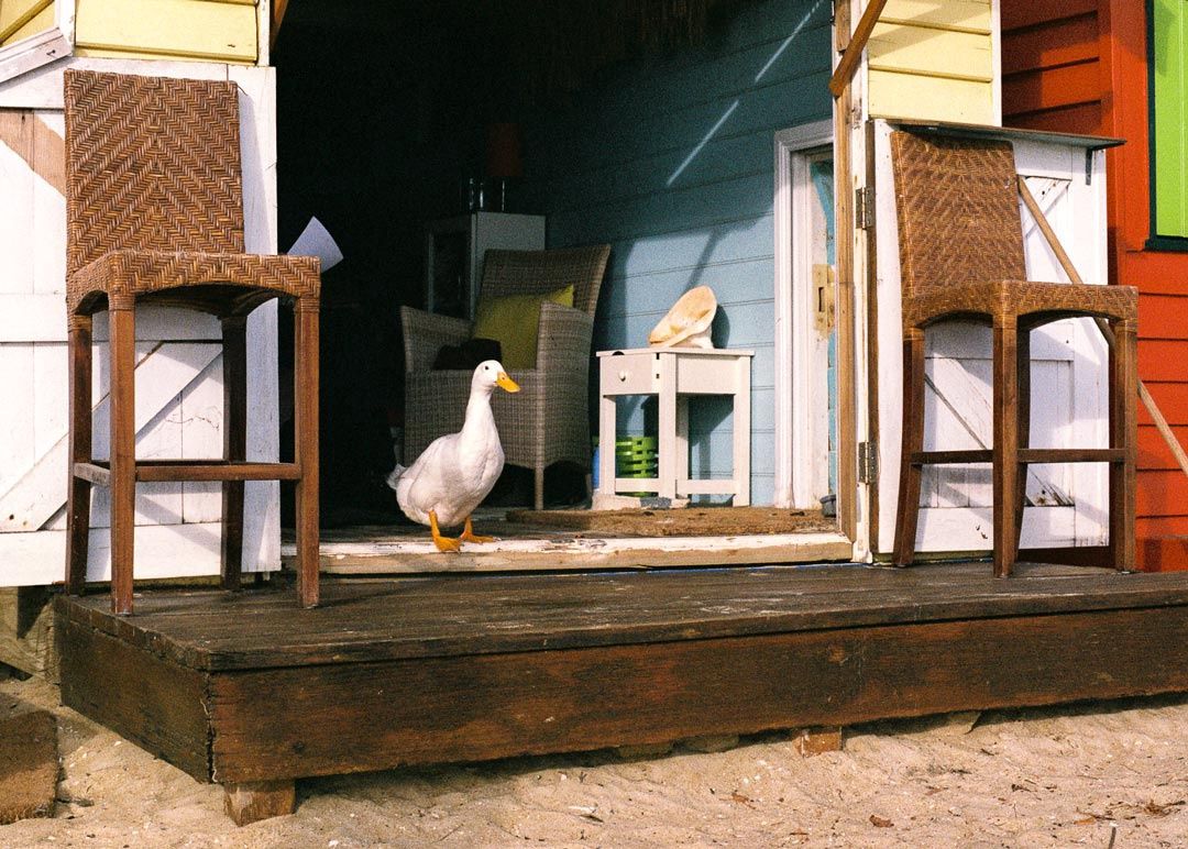 Brighton Resident - Jude Cyril - Framed Local Artist Print - A3