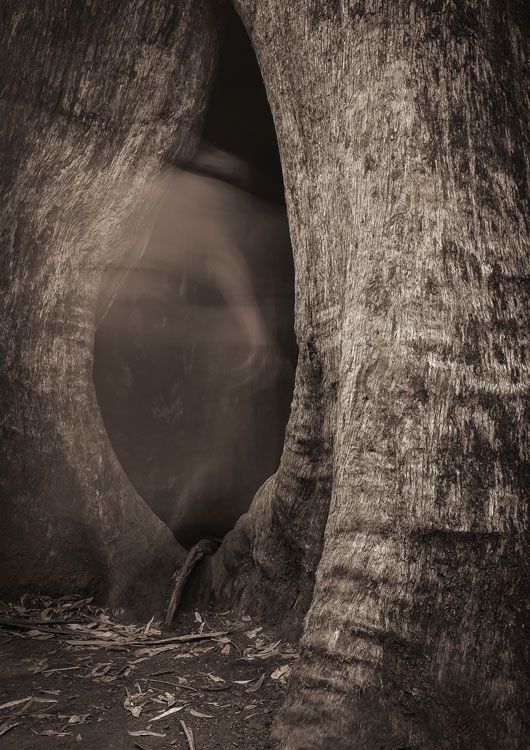 Enchanted - Pauline Klemm - Local Artist Print