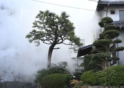 Steam - Leah Wheatley - Local Artist Print