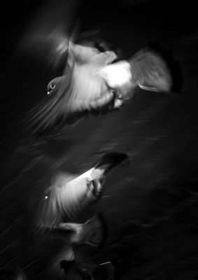 Birds - Sunny Lim - Local Artist Print