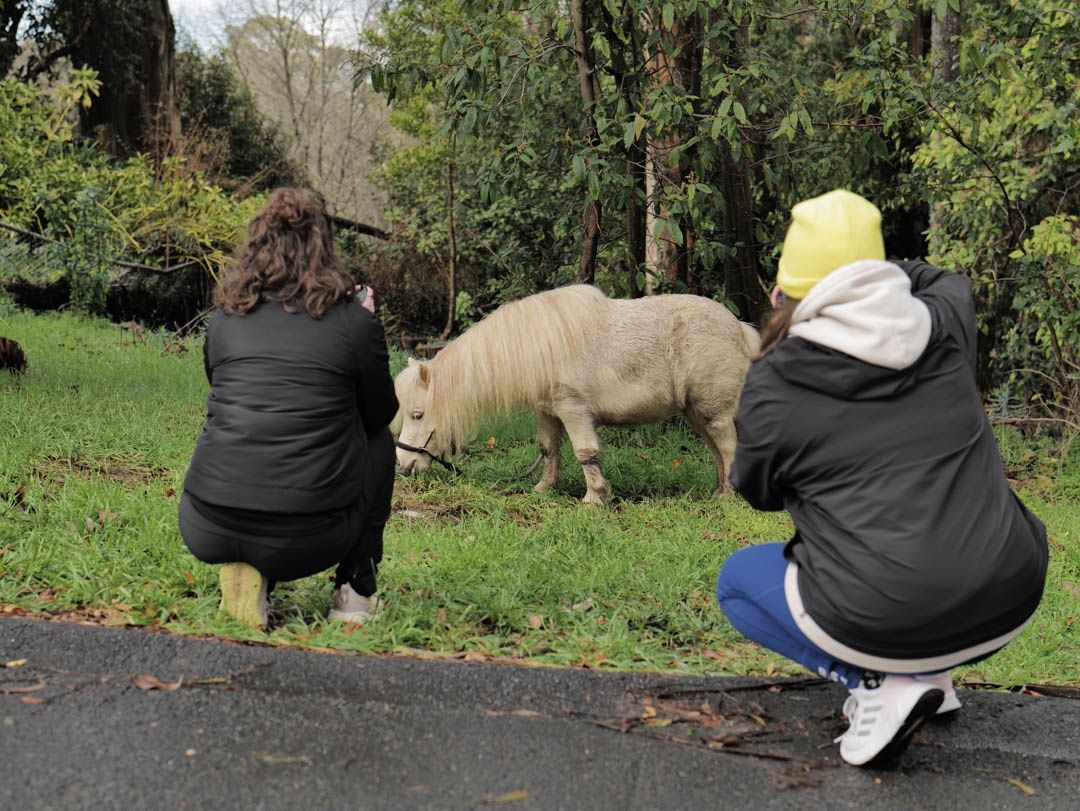 Loop Photo School: Beginners - Term 3, 2026