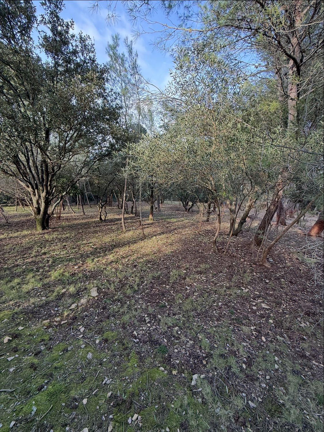 UCHAUD (GARD) - TERRAIN DE 2000M² UCHAUD (GARD) - TERRAIN DE 2000M²