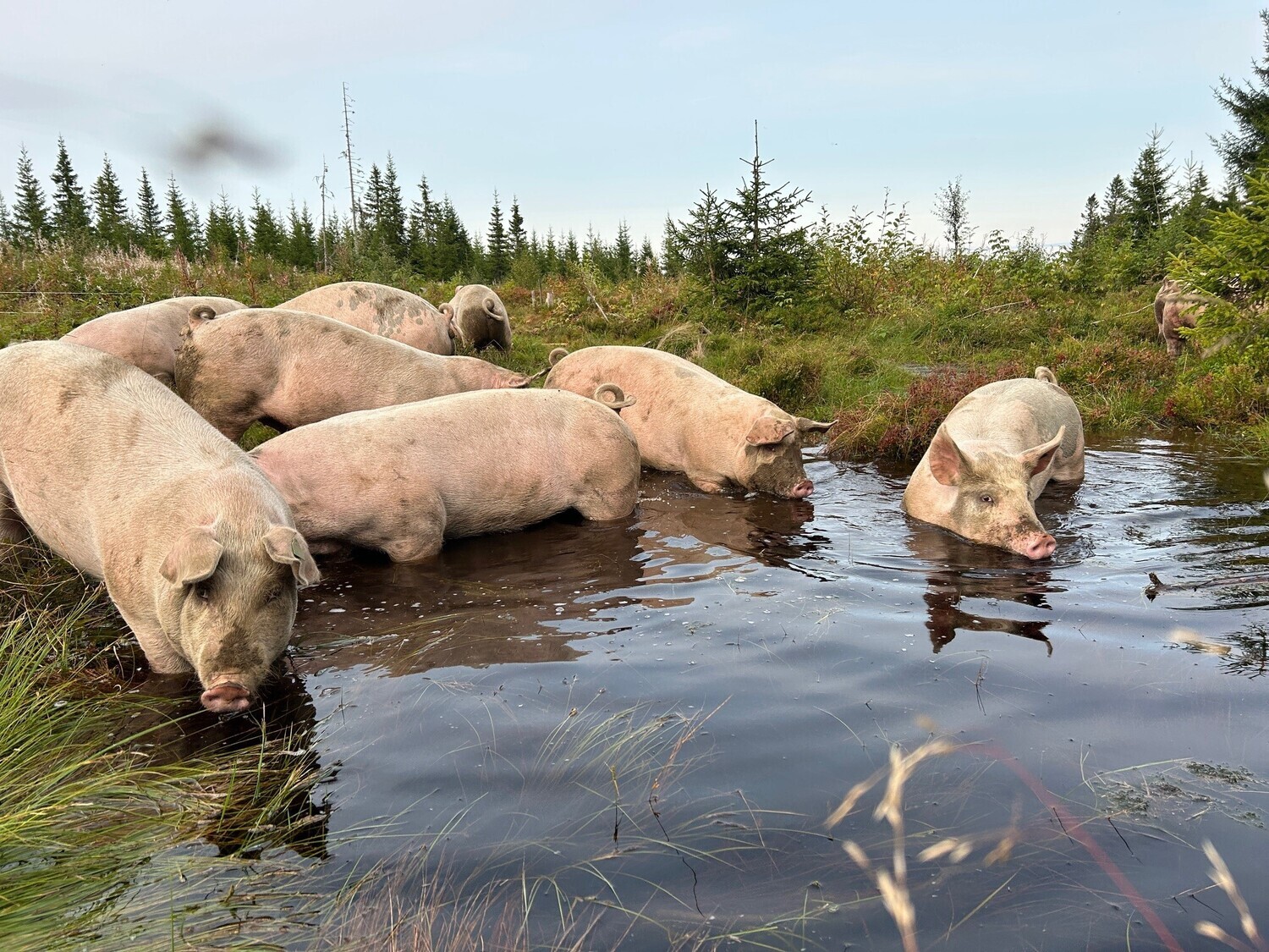 Reserver grisekasse 2026 -  12-15 kg