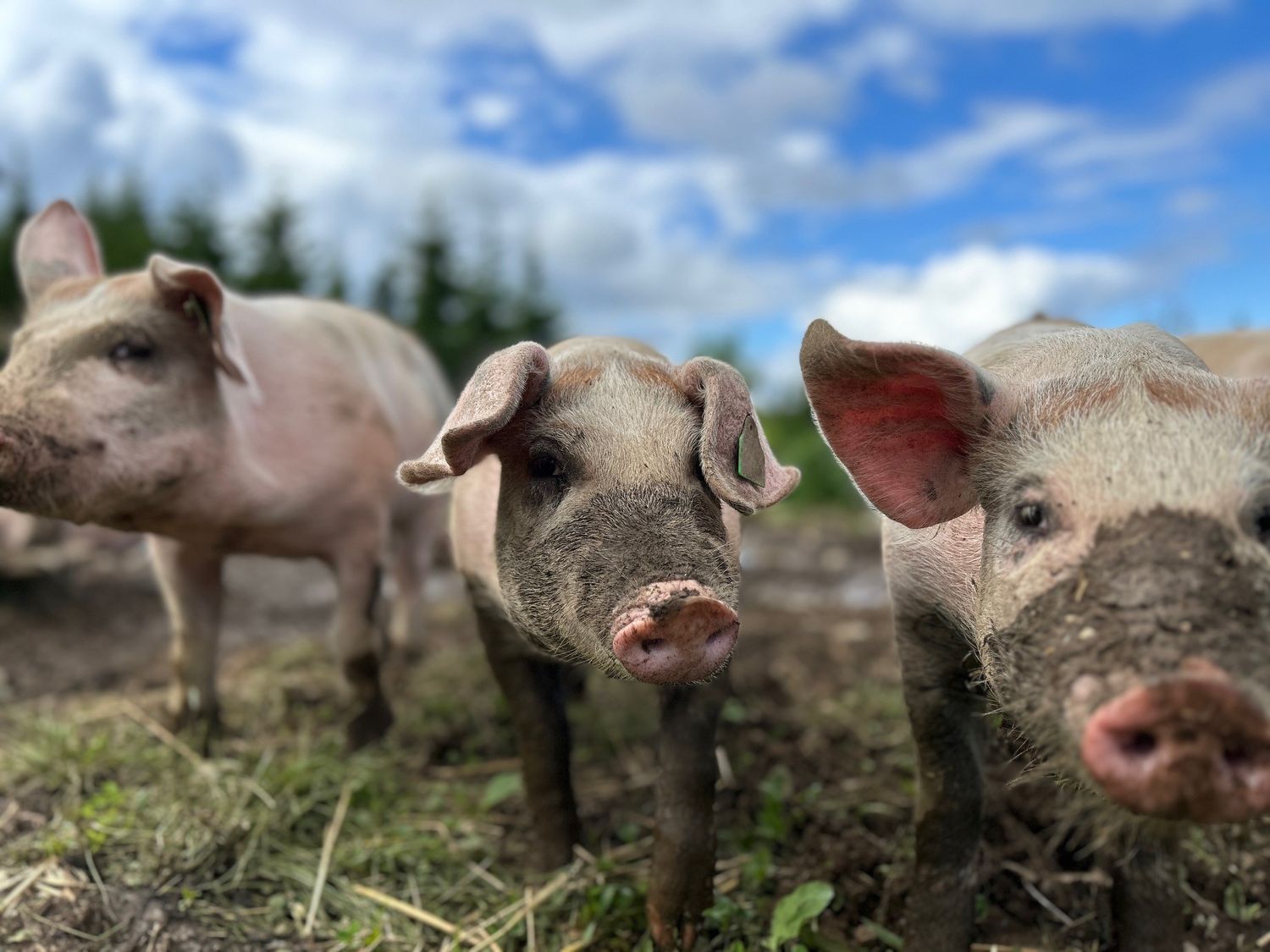 Reserver grisekasse 2026 - 8 - 10 kg