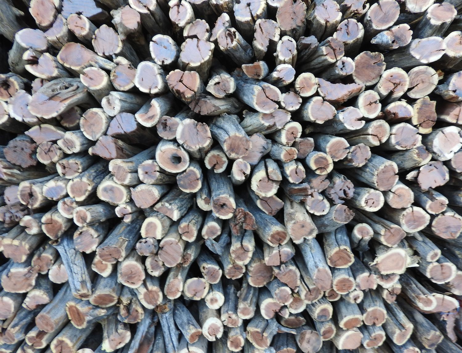 Namib Fire Starter (Potjie) Namib Fire Starter (Potjie)