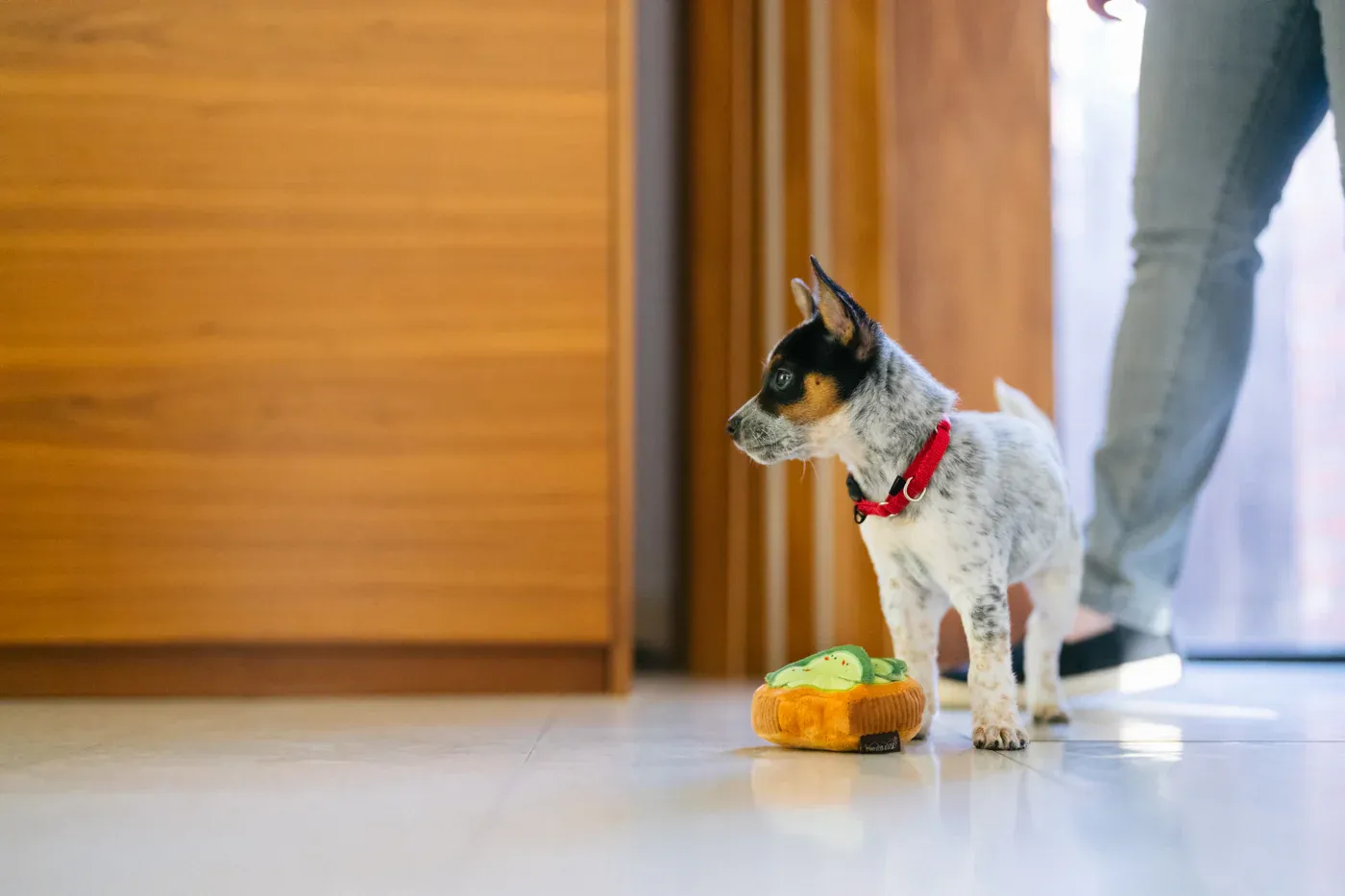 P.L.A.Y. - Barking Brunch - Avo-Doggo Toast (Mini) Toy
