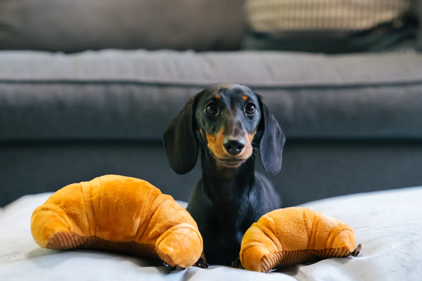 P.L.A.Y.  - Barking Brunch - Pup&#39;s Pastry (Mini) Toy
