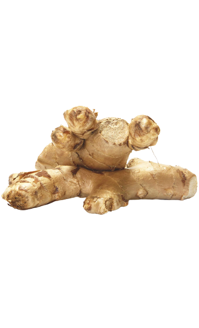 Ginger
