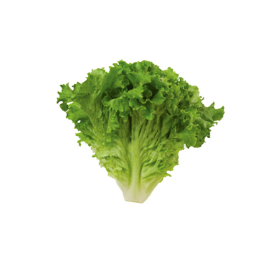 Lettuce