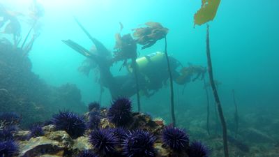 Advanced Scuba Diver