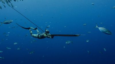 Spearfishing/Harvesting