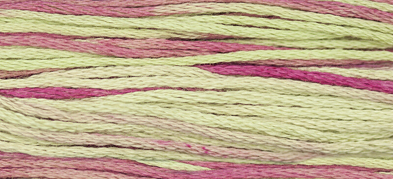 1126 Coleus (classic)