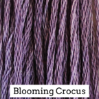 CCT: Blooming Crocus