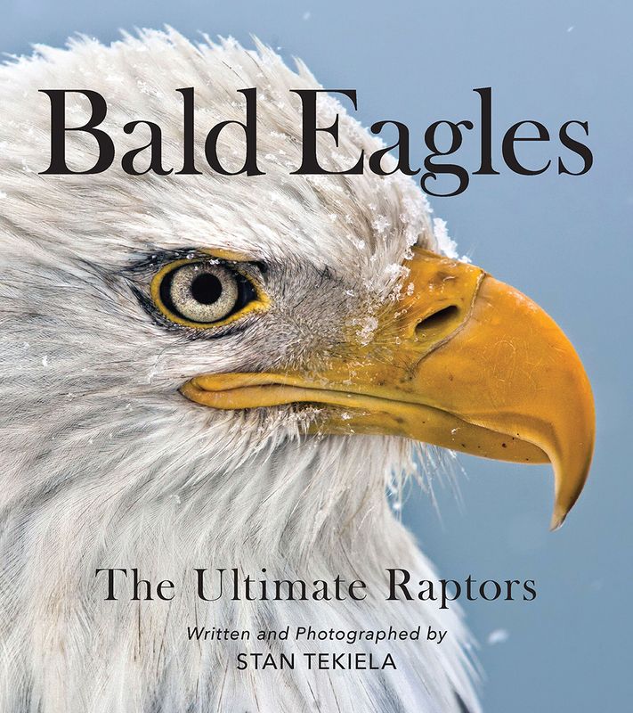 Adventurekeen - Bald Eagles