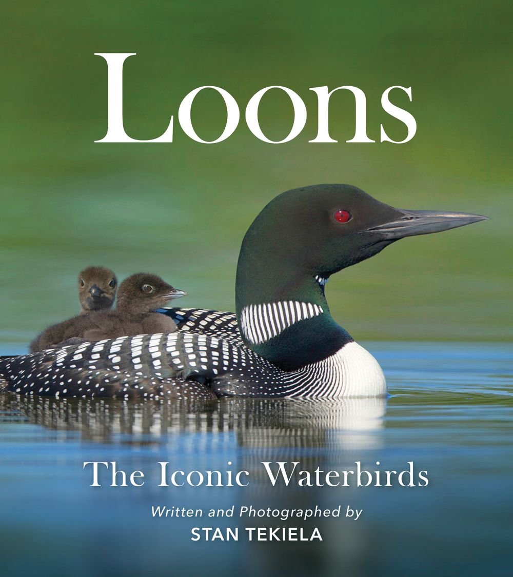 Adventurekeen - Loons The Iconic Waterbirds
