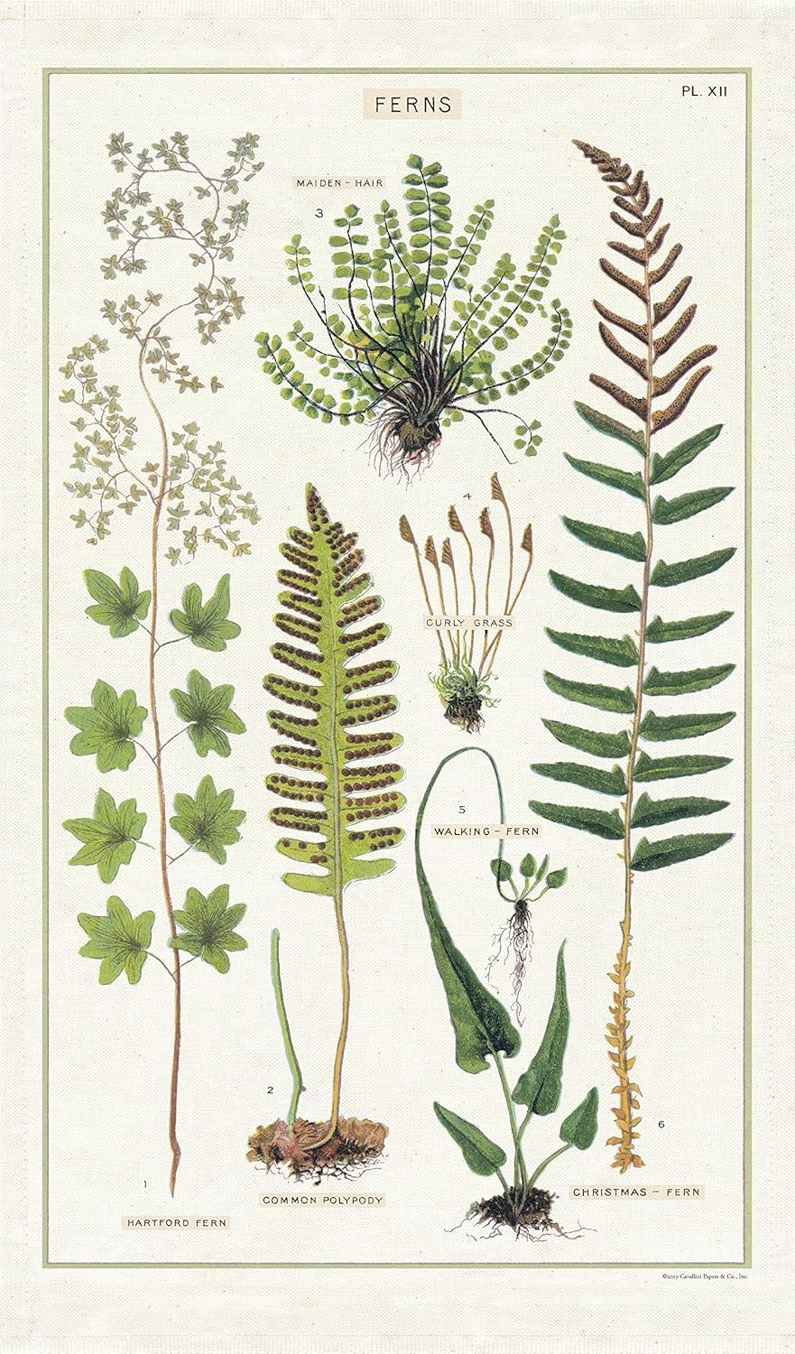 Cavallini Papers Vintage Tea Towel - Ferns