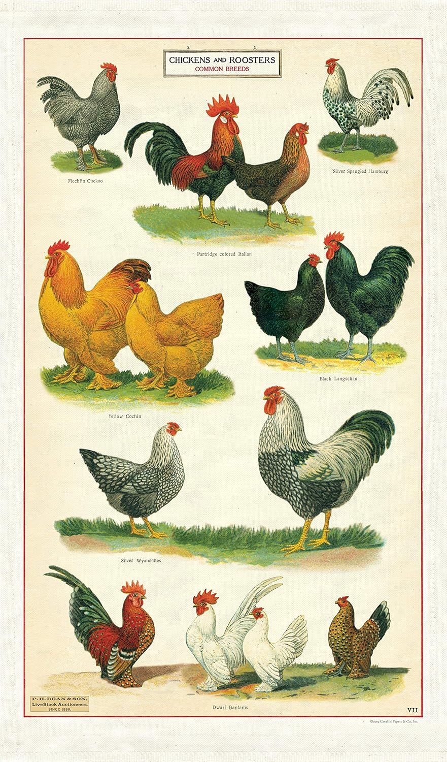 Cavallini Papers Vintage Tea Towel - Chickens