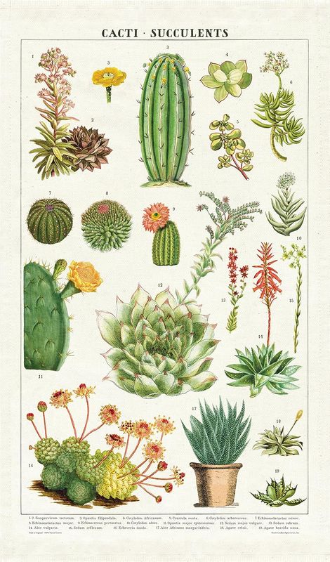Cavallini Papers Vintage Tea Towel - Succulents