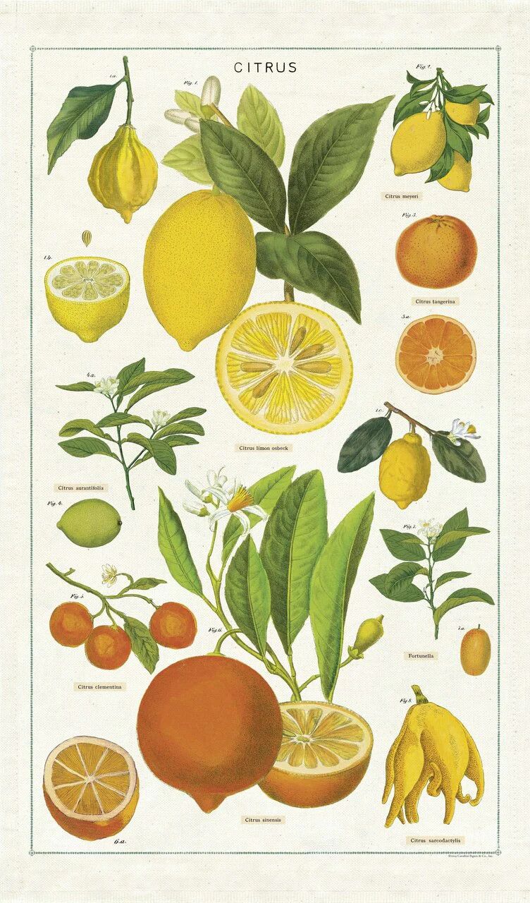 Cavallini Papers Vintage Tea Towel - Citrus
